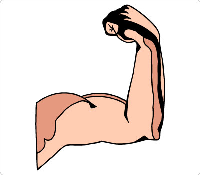 Muscle Clipart & Muscle Clip Art Images.