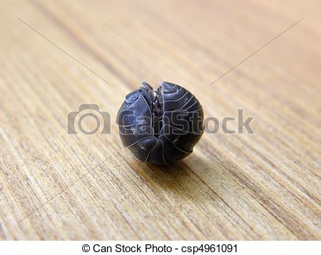 Stock Photography of Roly.