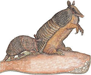 ▷ Armadillos: Animated Images, Gifs, Pictures & Animations.