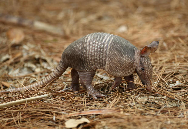 12 Odd Facts and Stories About Armadillos.