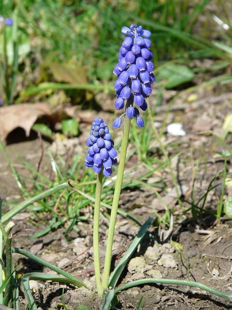 Free pictures MUSCARI.