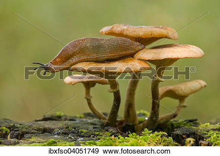 Stock Photograph of "Spanish Slug (Arion vulgaris) on a Dark Honey.