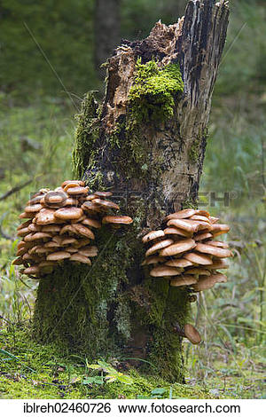 Stock Images of "Darker Honey Mushroom (Armillaria ostoyae.