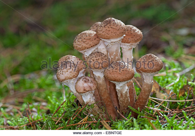 Honey Mushroom Stock Photos & Honey Mushroom Stock Images.