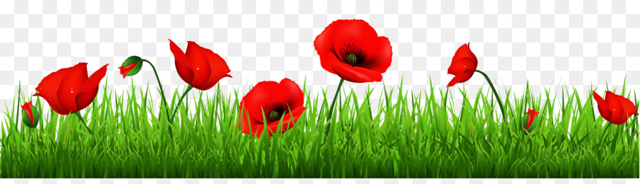 Memorial Day Poppy Flower png download.
