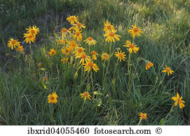 Arnica montana Stock Photos and Images. 67 arnica montana pictures.