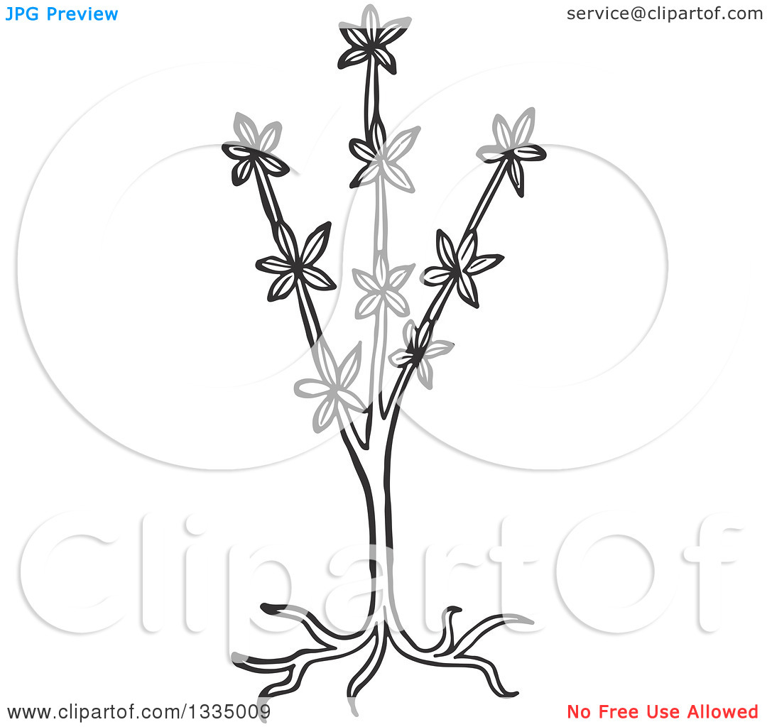 Clipart of a Black and White Woodcut Aromatic Herbal Sweet.