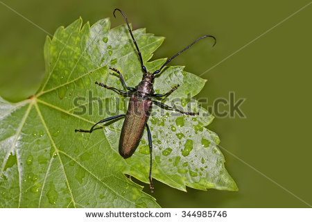 Musk Beetle Stock Photos, Images, & Pictures.