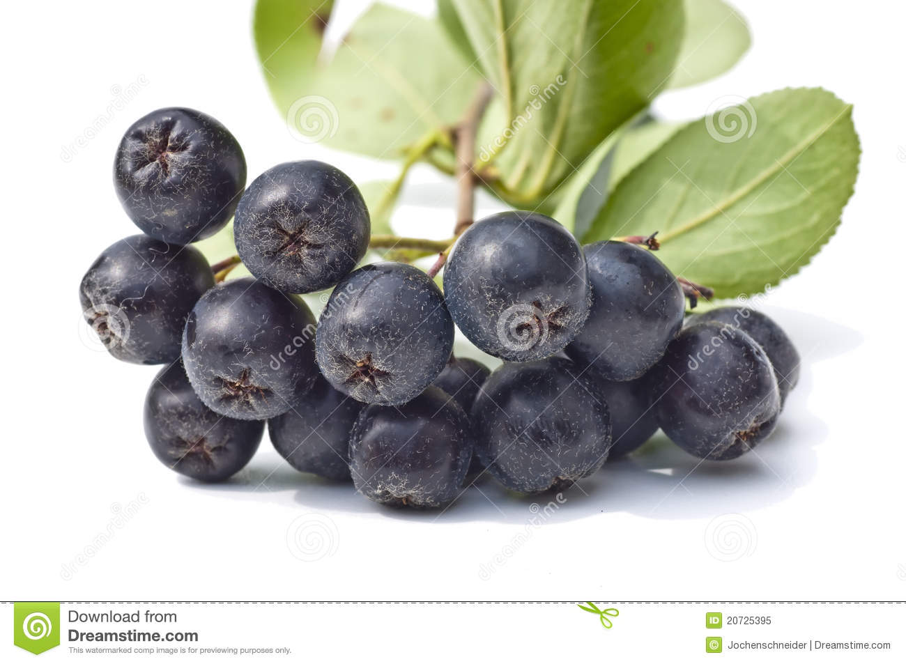 Aronia Stock Photos, Images, & Pictures.