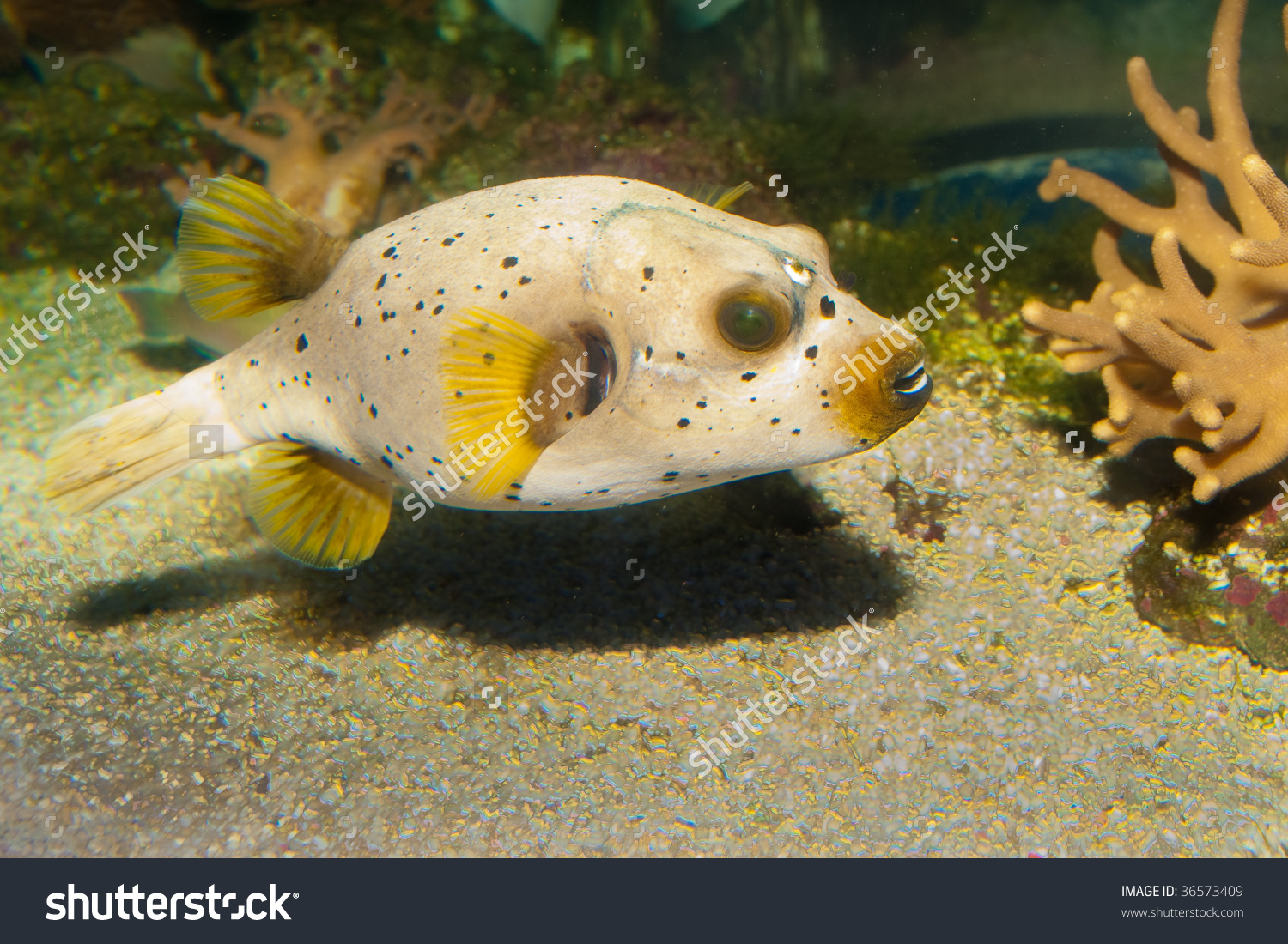 Black Spotted Dog Faced Puffer Fish Stock Photo 36573409.