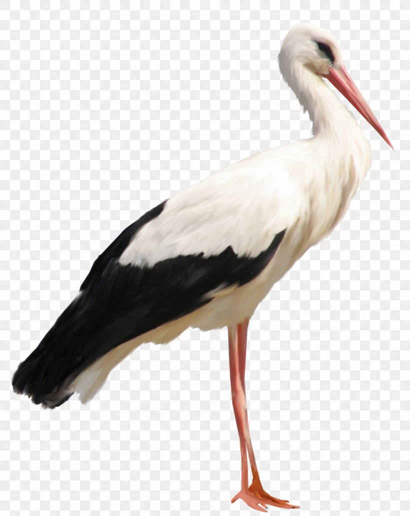 Stork Clip Art, PNG, 858x1079px, White Stork, Beak, Bird.
