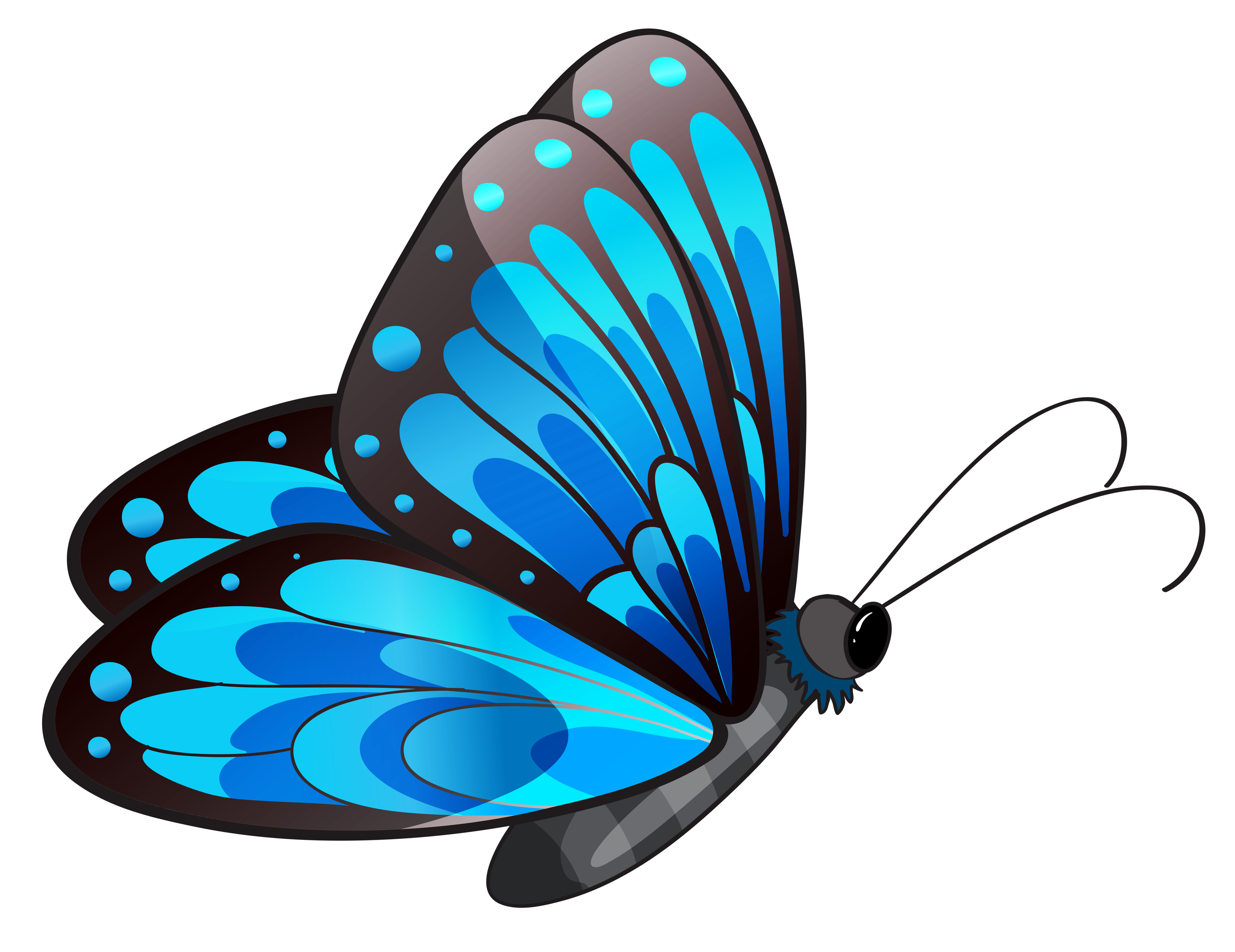Butterfly Clip art.
