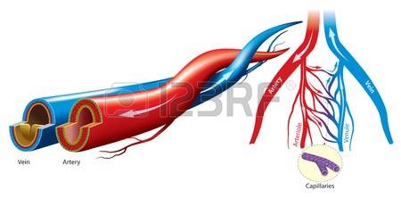 10,735 Artery Stock Vector Illustration And Royalty Free Artery.