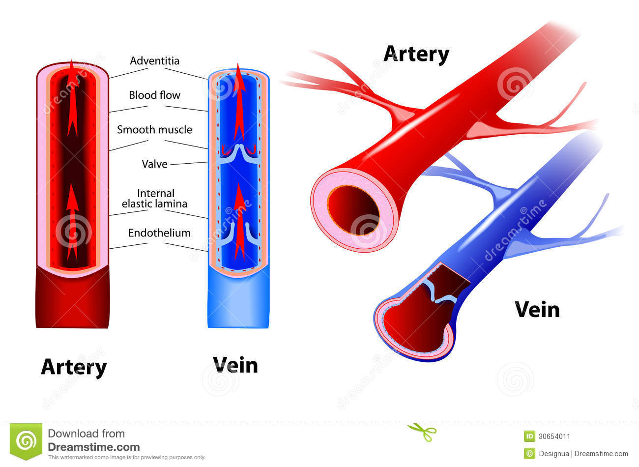 Artery Clipart.