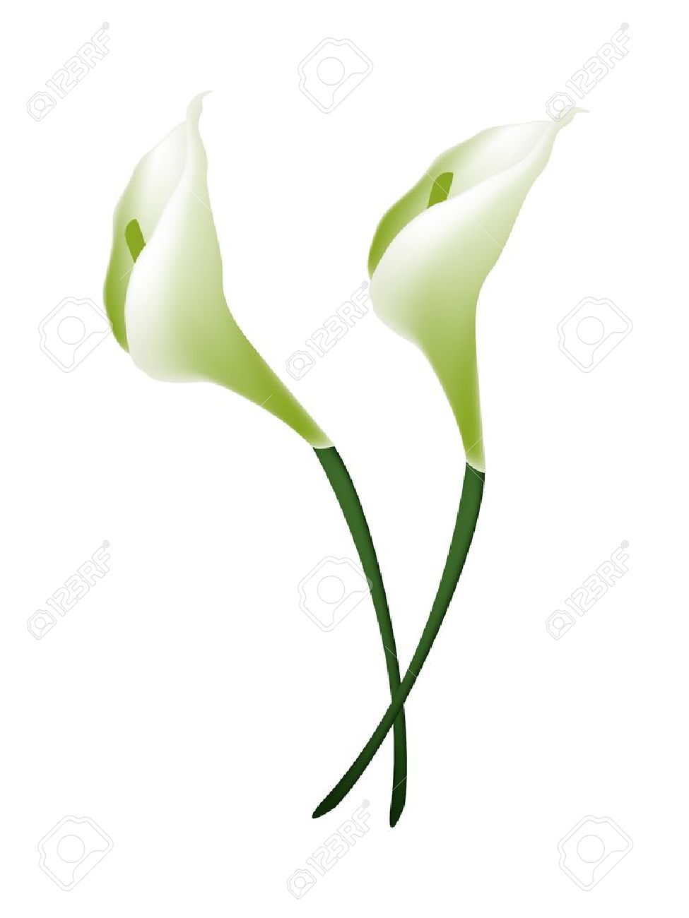 Arum lily leaf clipart 20 free Cliparts | Download images on Clipground ...