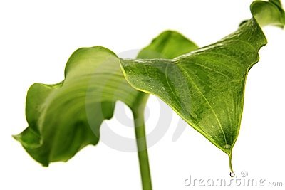 Leaf Of Arum Lily Royalty Free Stock Photography.