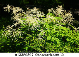 Aruncus Stock Photos and Images. 35 aruncus pictures and royalty.
