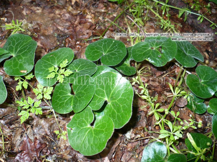 Asarum Europaeum.