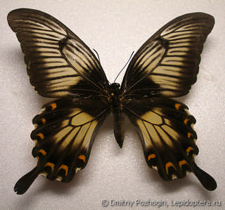 Papilio ascalaphus.