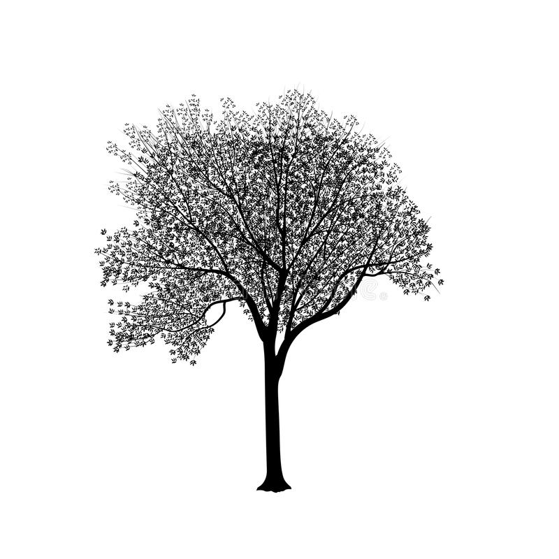 Ash Tree Stock Illustrations.