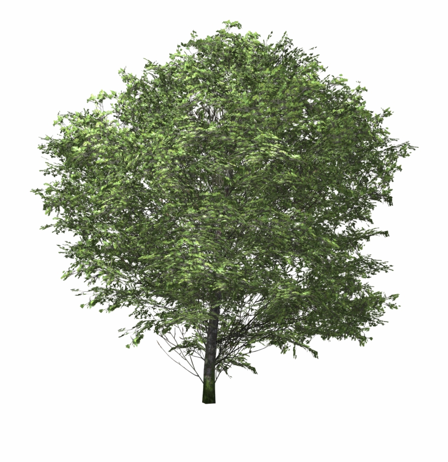 Tree Euonymus Fortunei Shrub.