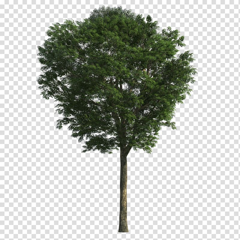 3D modeling Tree Ash 3D computer graphics Weeping fig, tree.