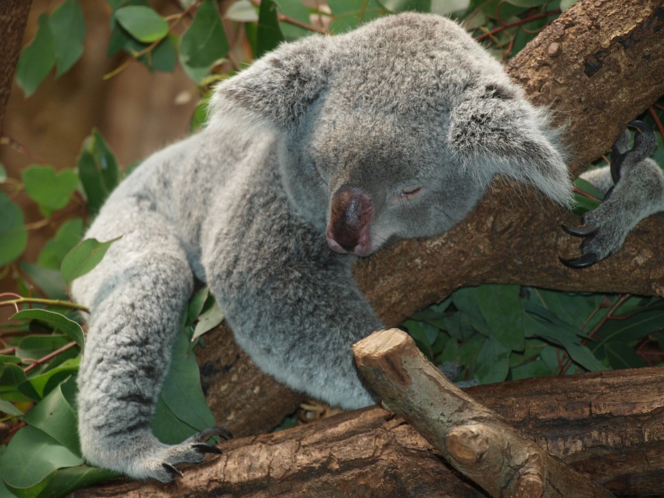 Free photo Koala Ashen Koala Purry Animal Rest Cuddly Sweet.