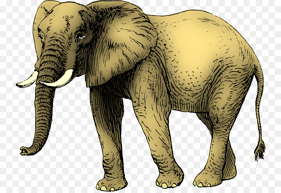 Asian elephant African elephant Drawing Clip art.