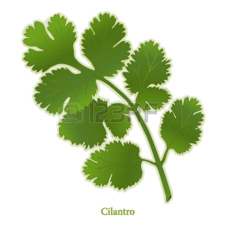 Chinese Parsley Cliparts, Stock Vector And Royalty Free Chinese.