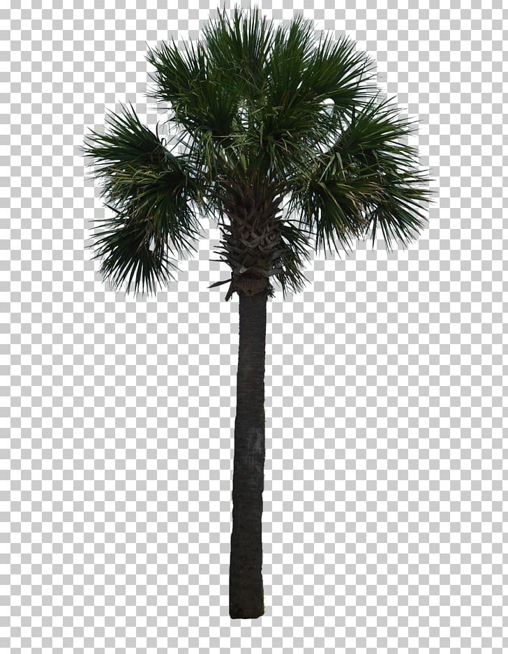 Tree Arecaceae Woody Plant Asian Palmyra Palm PNG, Clipart.