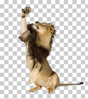 10 aslan Resimleri PNG cliparts for free download.