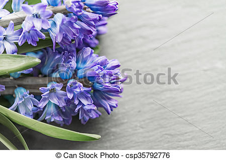 Picture of Asparagaceae family blooming hyacinths in vase.