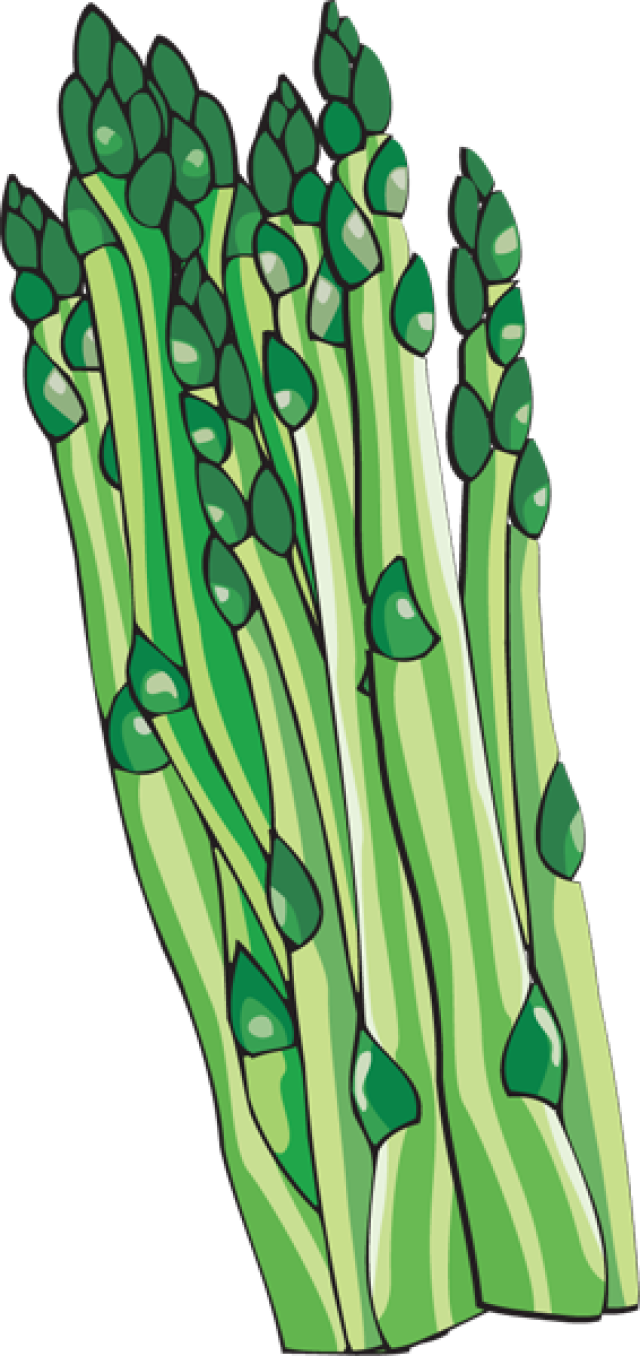 Asparagus Clipart.