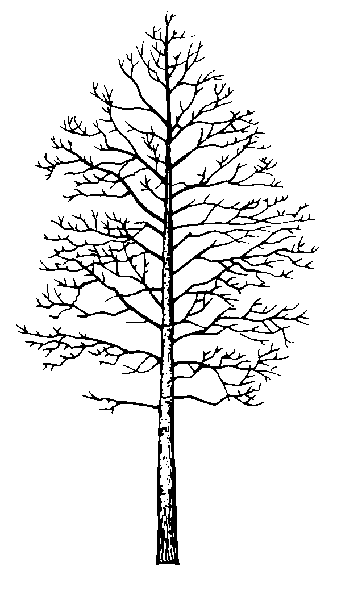 aspen tree silhouette png