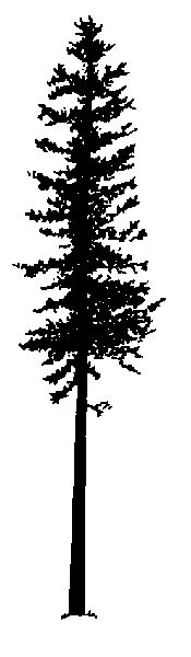 Free Redwood Tree Silhouette Vector, Download Free Clip Art.