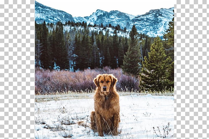 Golden Retriever Nova Scotia Duck Tolling Retriever Aspen.