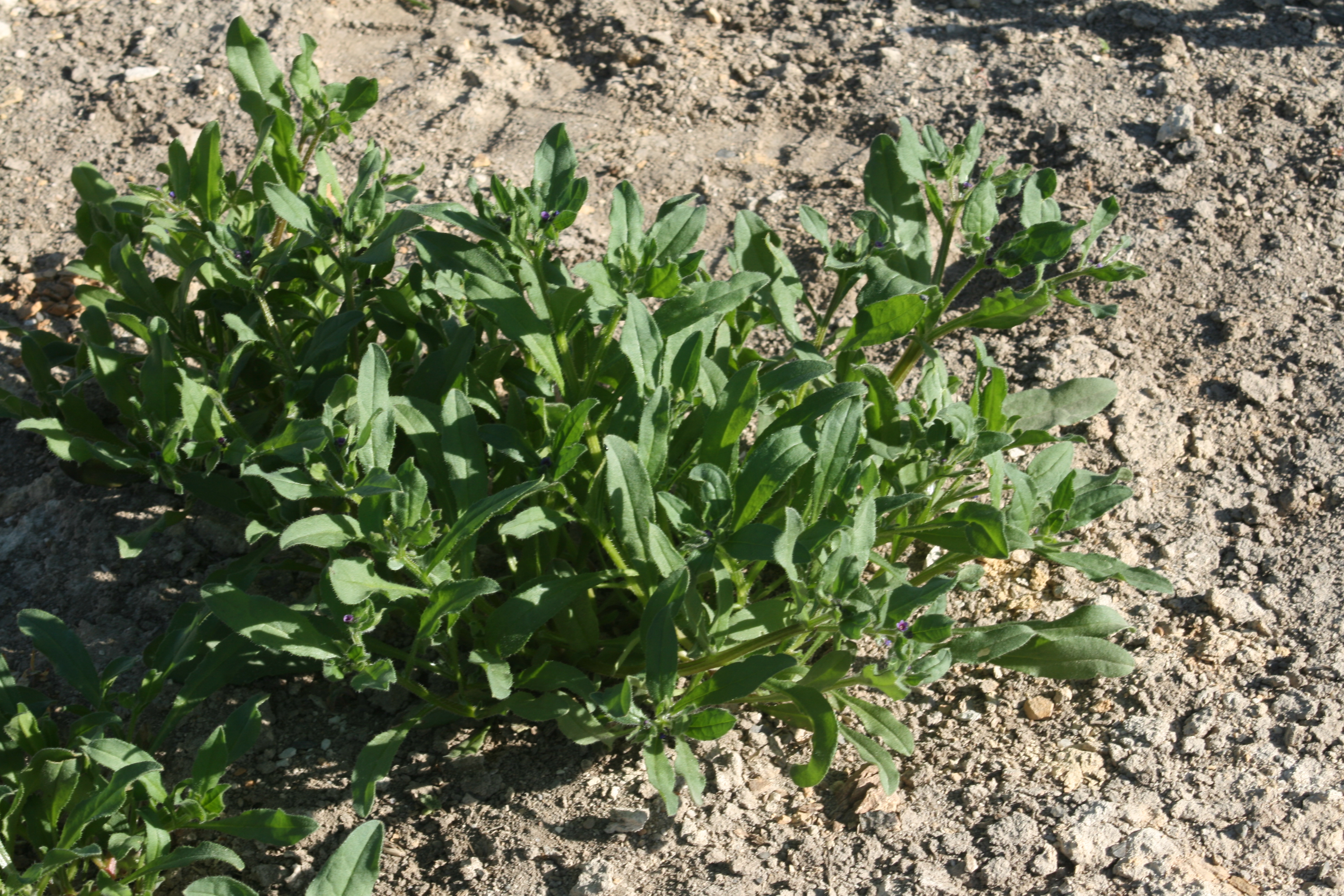 Asperugo procumbens).