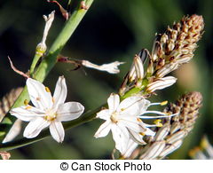 Stock Image of Asphodelus.