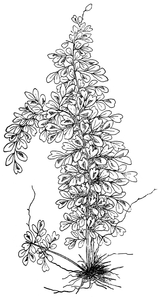 Asplenium Myriophyllum.