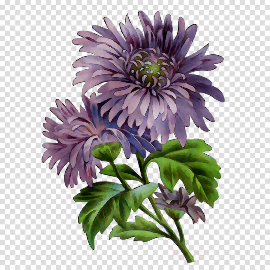 Discover more than 84 aster flower sketch latest - seven.edu.vn