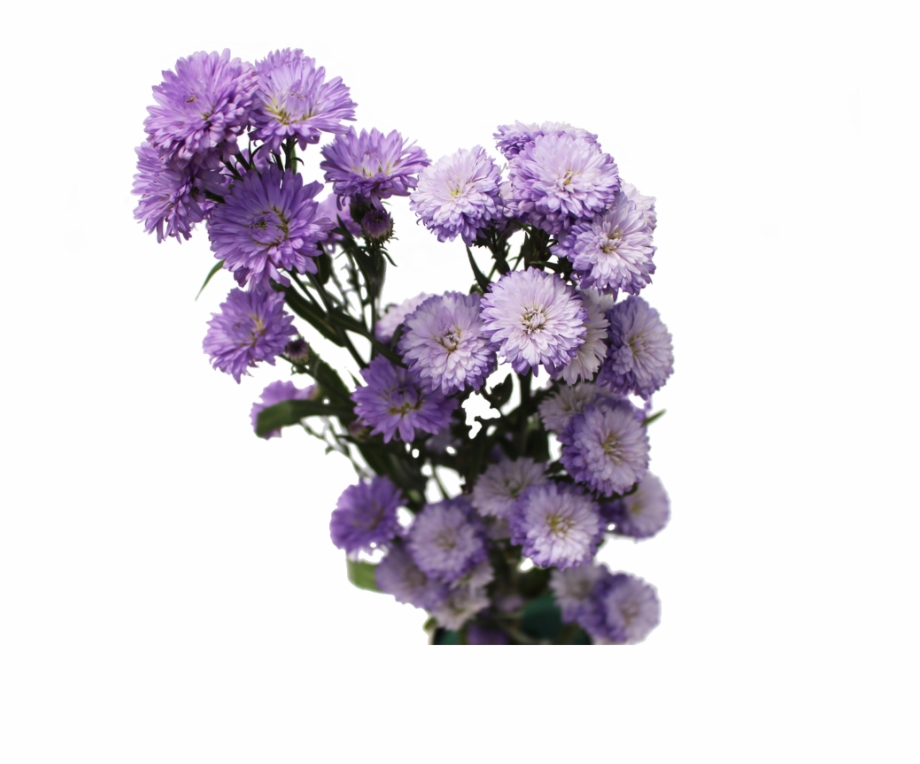 Aster Flowers Aster Flowers Aster Flowers Png.