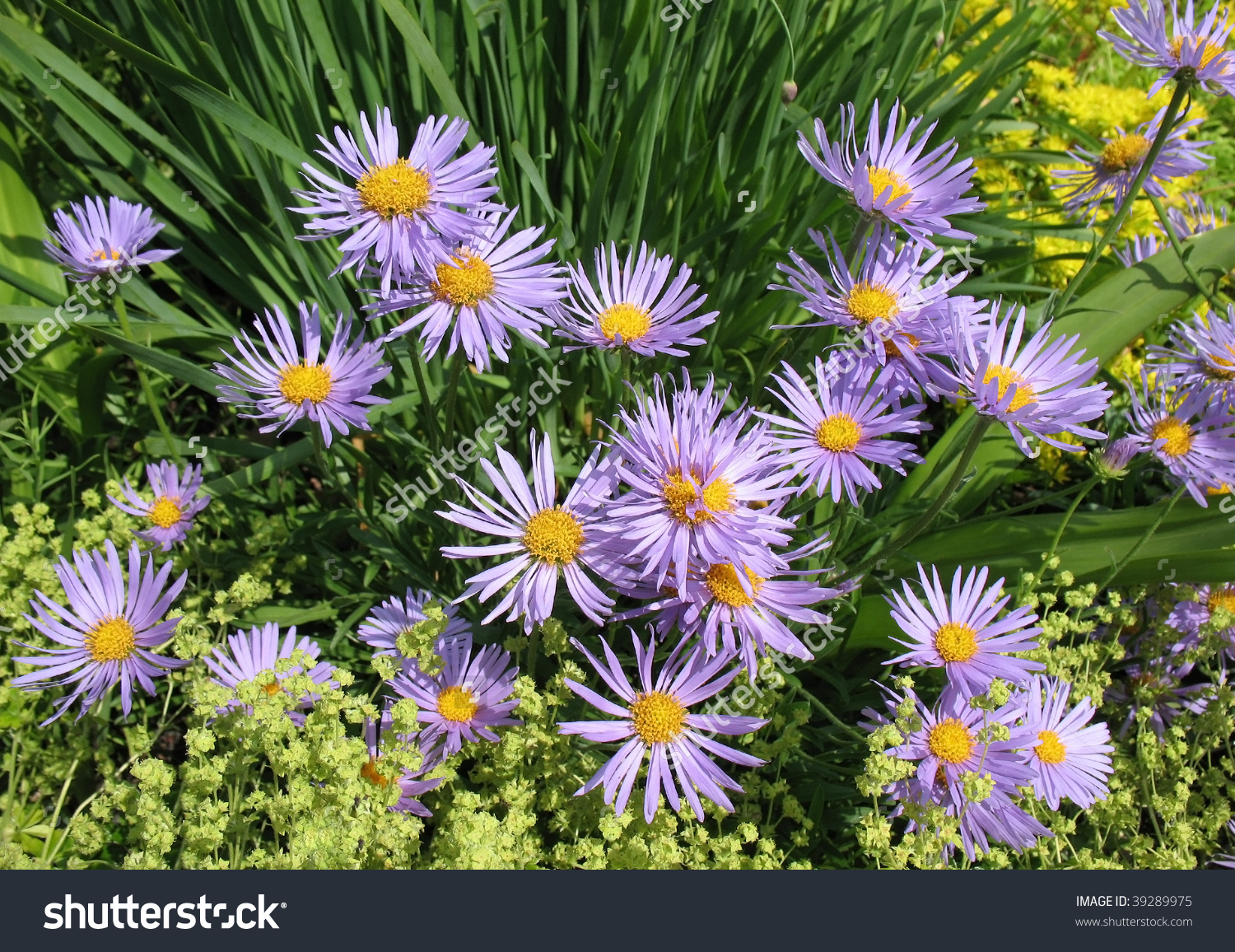Bluish Aster Aster Tongolensis Family Compositae Stock Photo.