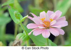 Stock Photography of Bluish Aster (Aster tongolensis), family.