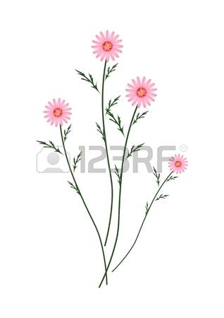 384 Asteraceae Cliparts, Stock Vector And Royalty Free Asteraceae.