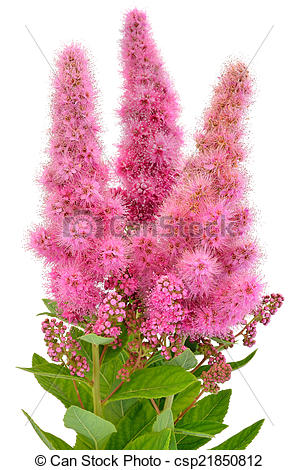 Stock Images of Astilbe, family Saxifragaceae.