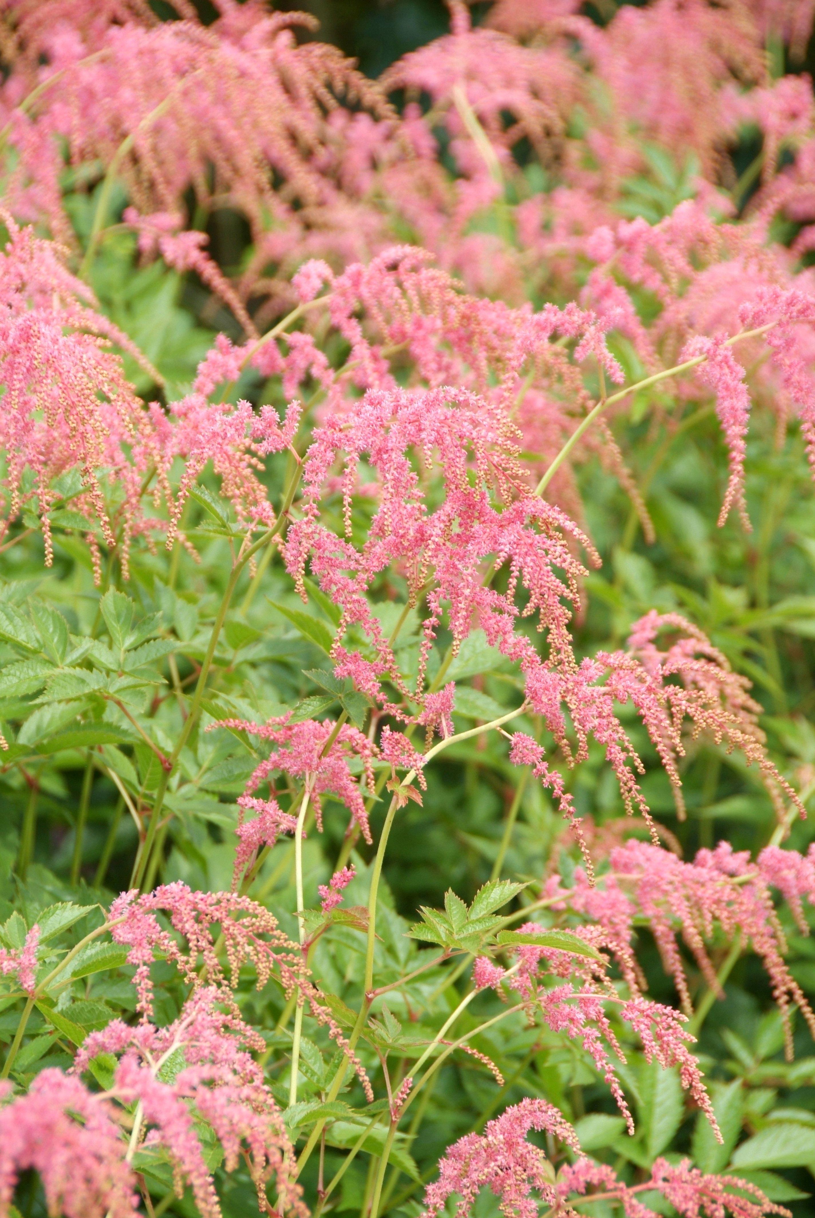 False Spirea Astilbe thunbergii Ostrich Plume from Growing Colors.