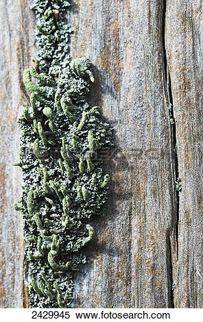 Stock Image of Lichen grow on a fence post; Astoria, Oregon.