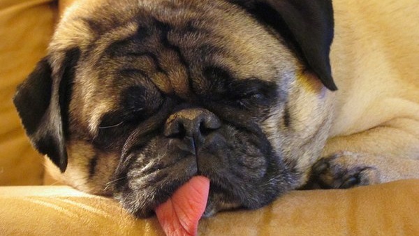 10 Adorably Sleepy Animals That Ate Too Much Turkey.
