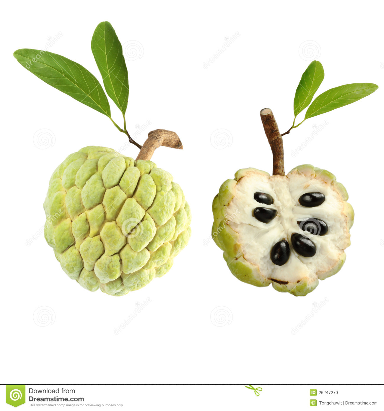 Atis clipart 10 » Clipart Station.
