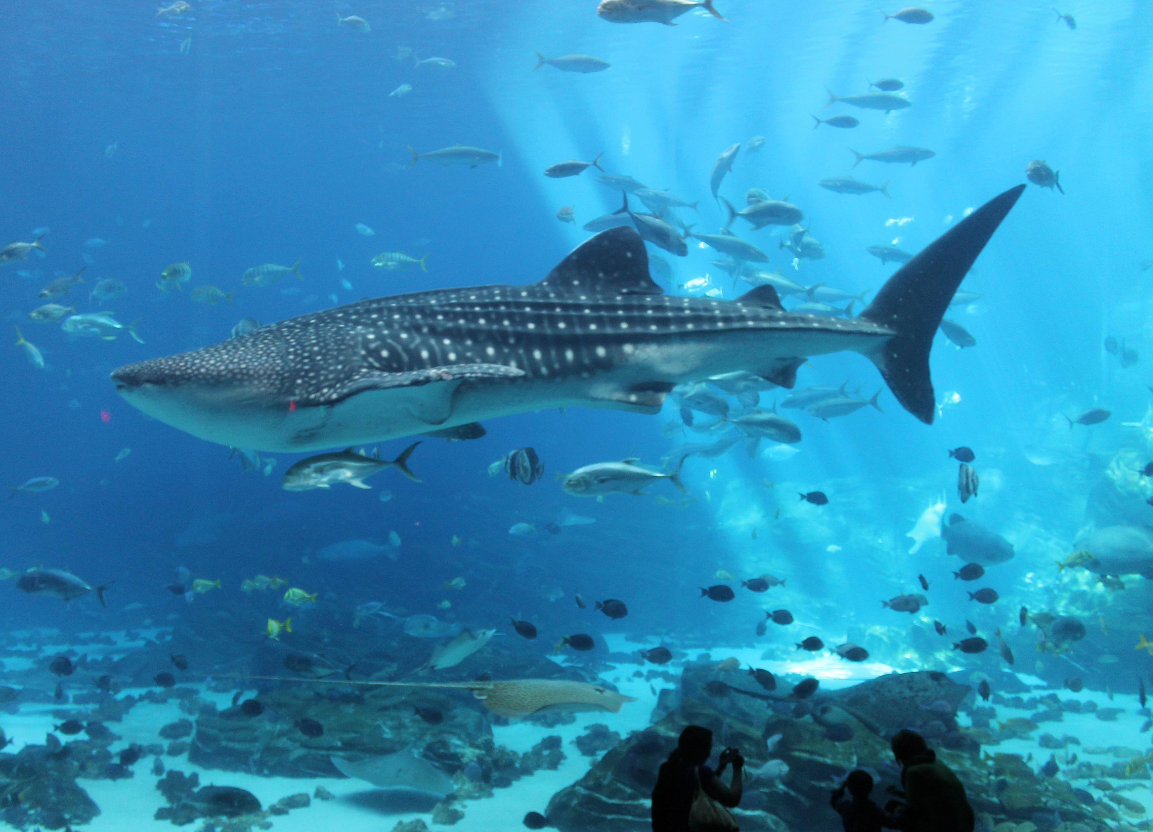 Get to Know the Sharks of Georgia Aquarium.